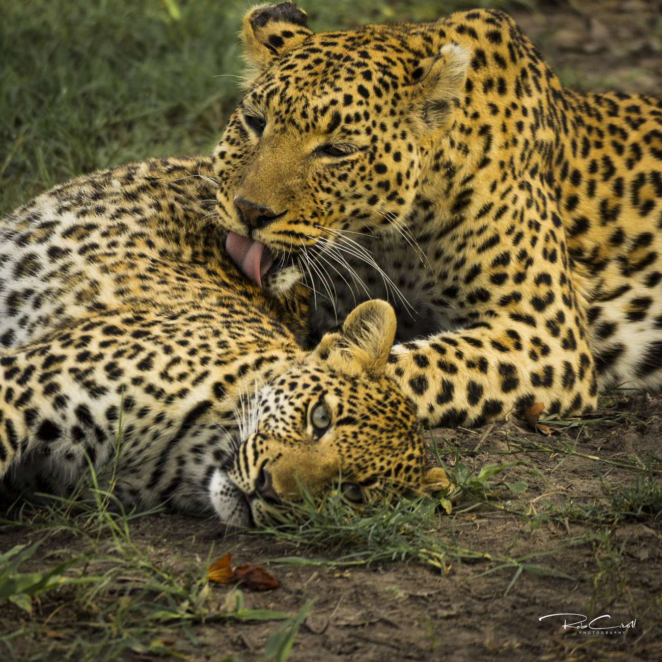 Mother Leopard and cub 3